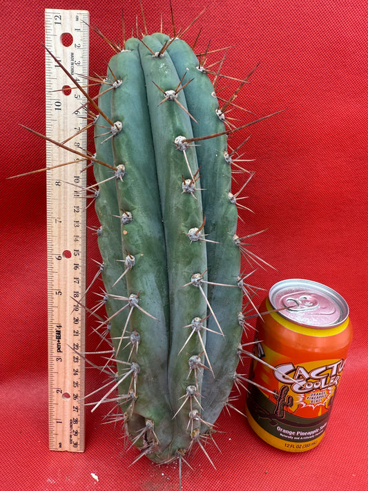 Trichocereus  “Serra Blue” this exact cutting
