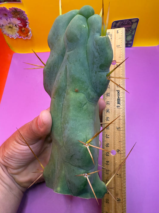 WALTS DRAGON ! 🐉 cactus