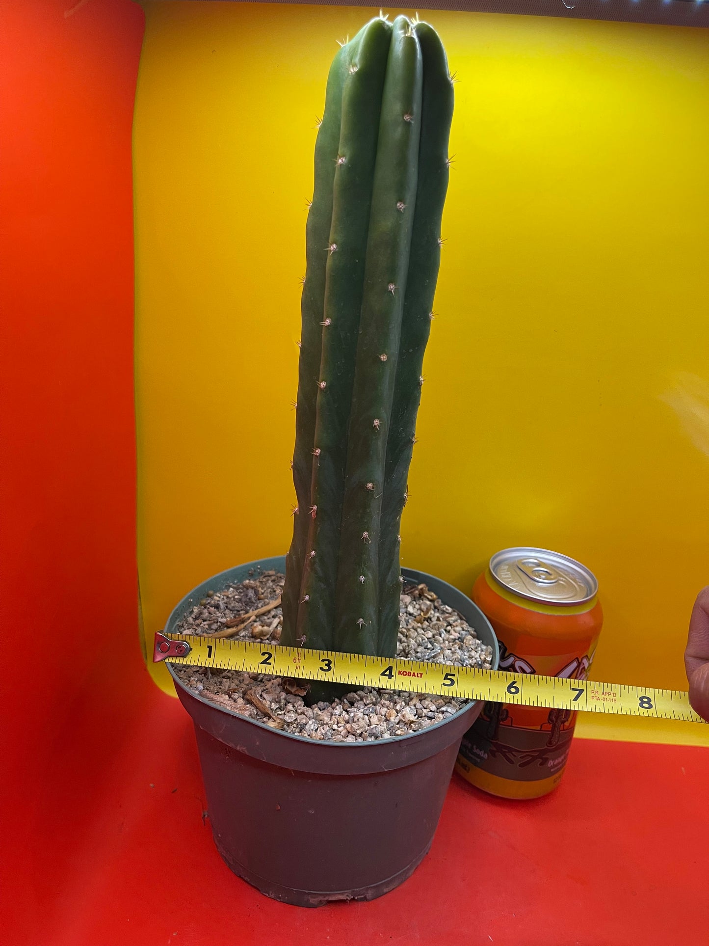 Potted San Pedro cactus