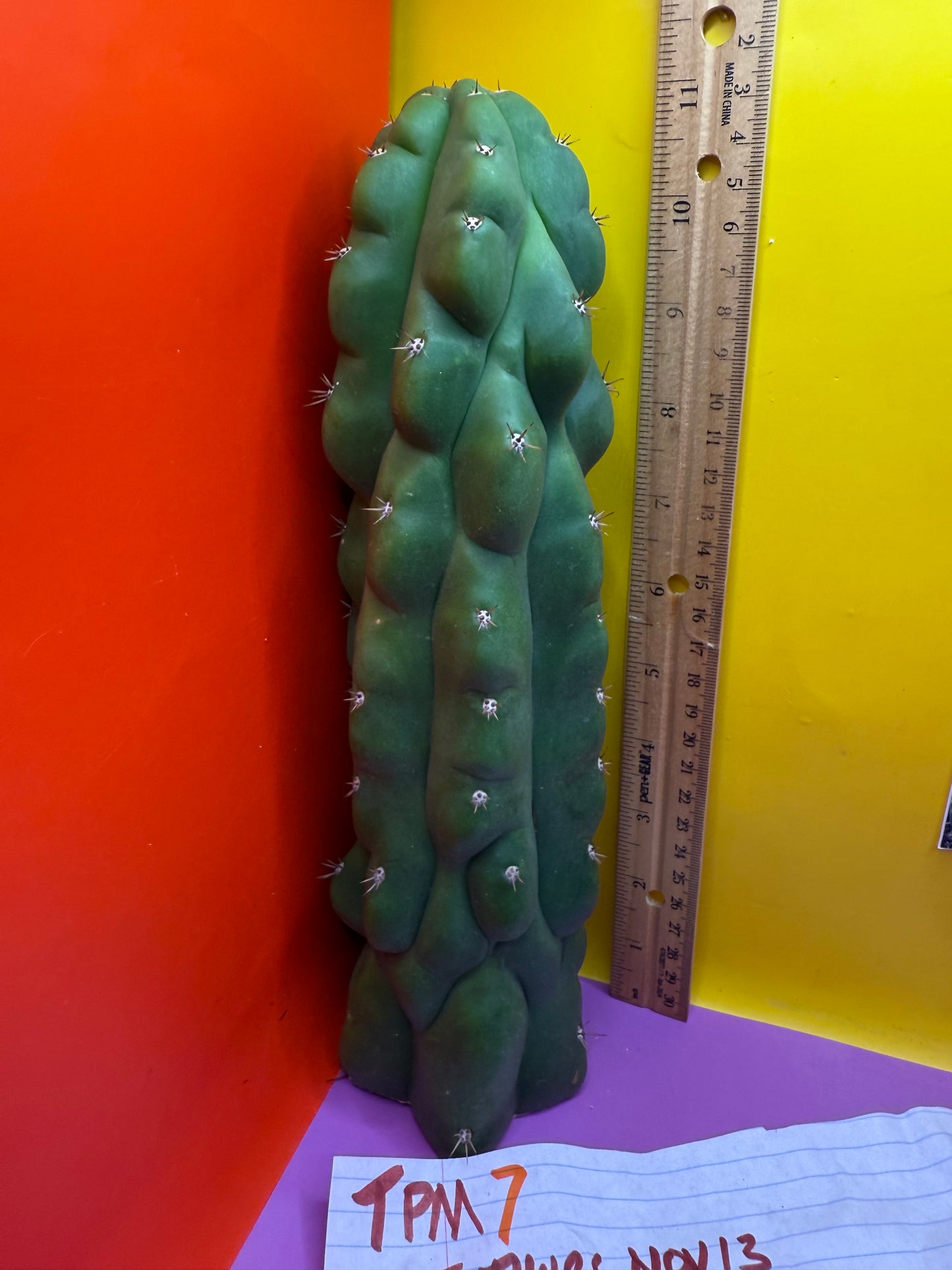 TPM ! Trichocereus Pachanoi Monstrose