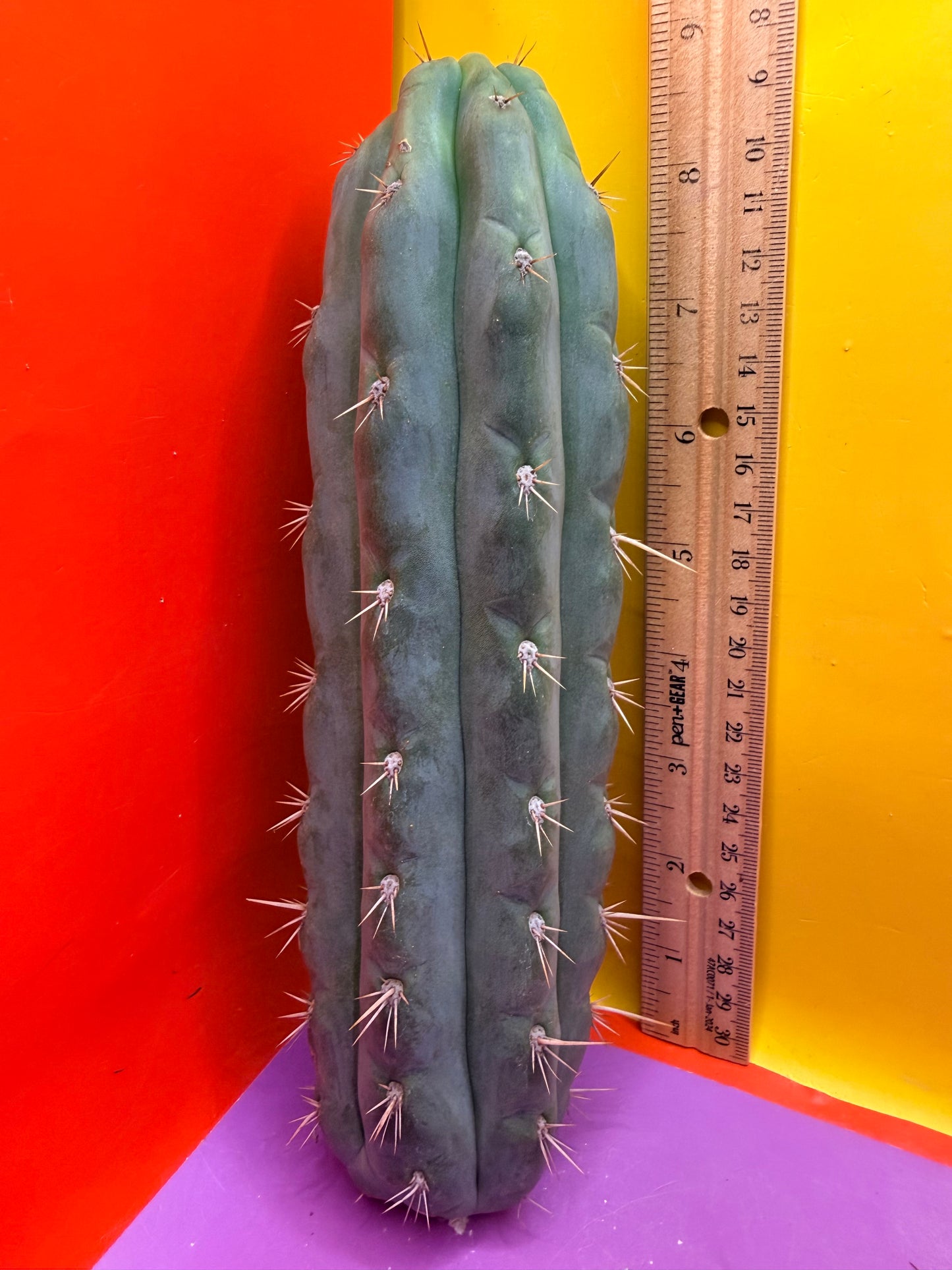 SS03 !!! TRICHOCEREUS