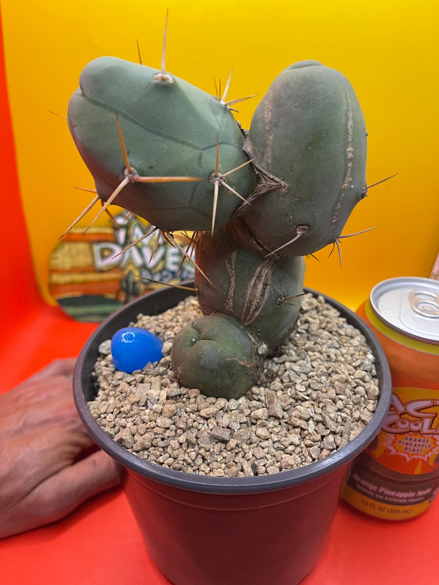 TBM CACTUS