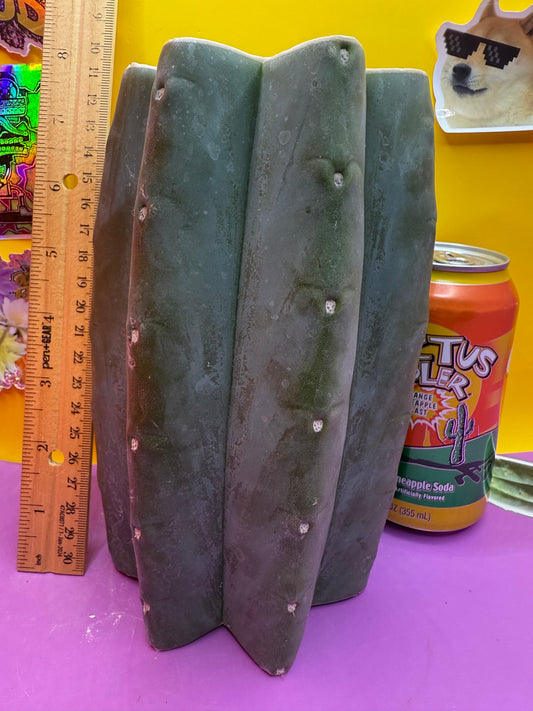 Cahuilla cut !!!