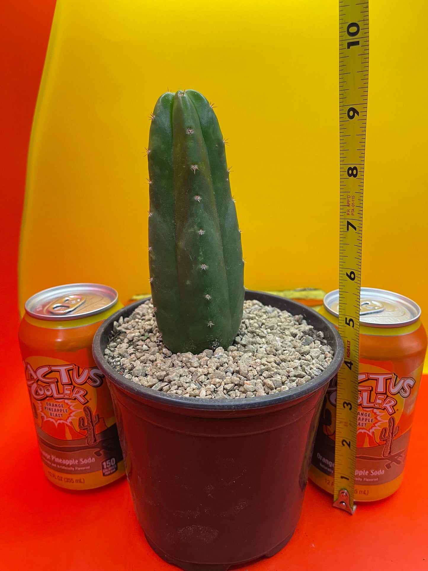 SAN PEDRO CACTUS !