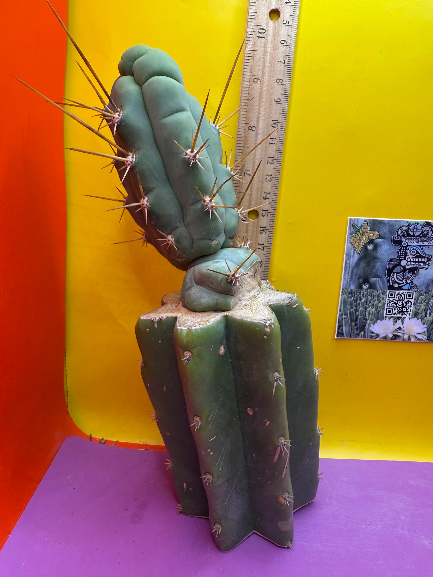 Bruce’s dragon graft