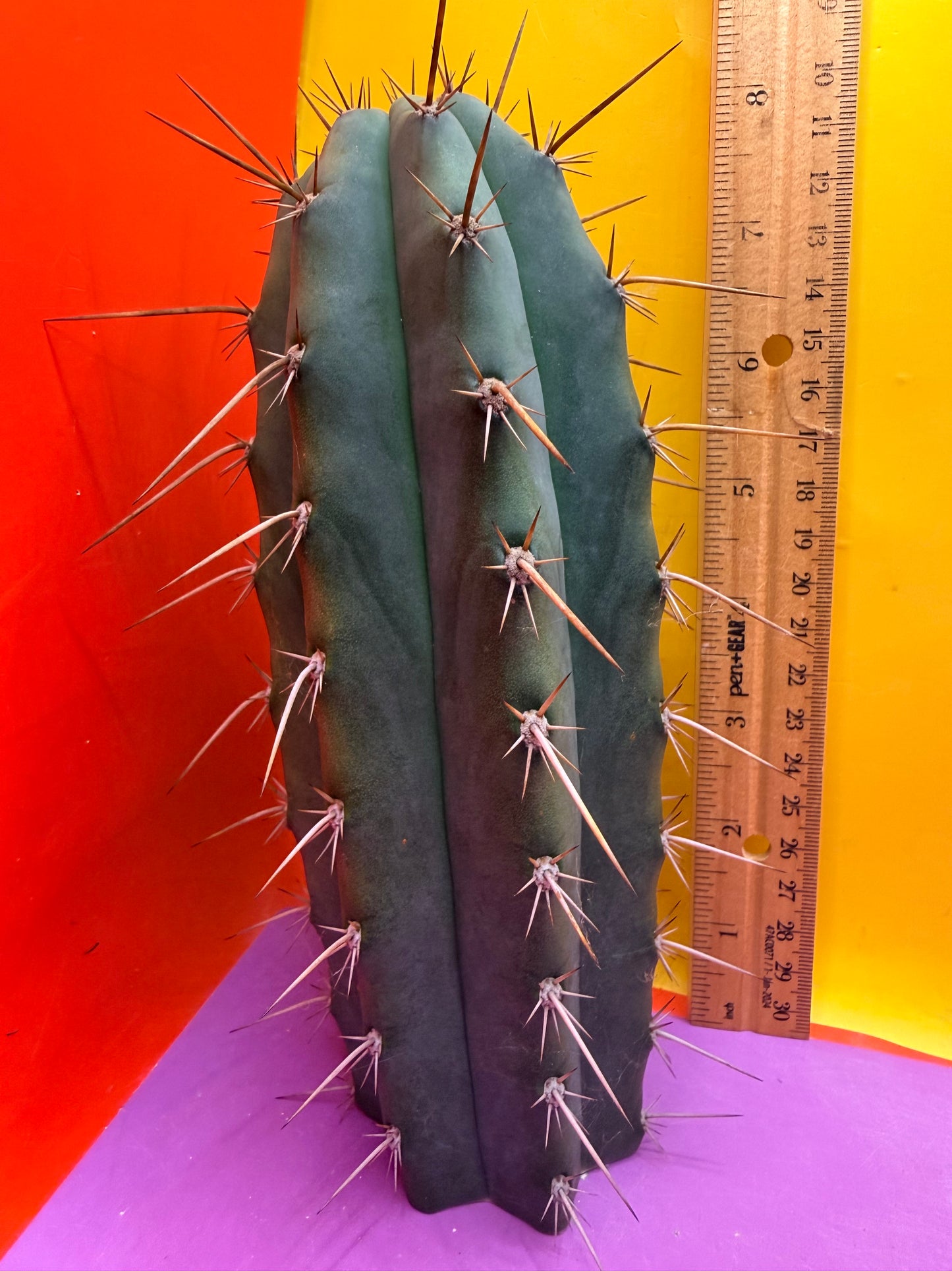“RC’s T.P. 🧻”  trichocereus peruvianus !!