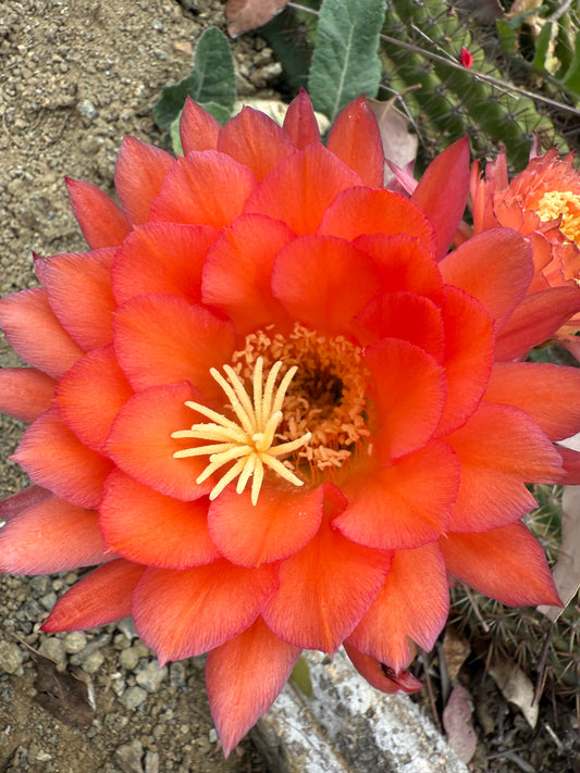 Trichocereus Huascha “Pala peach” o.p. seeds