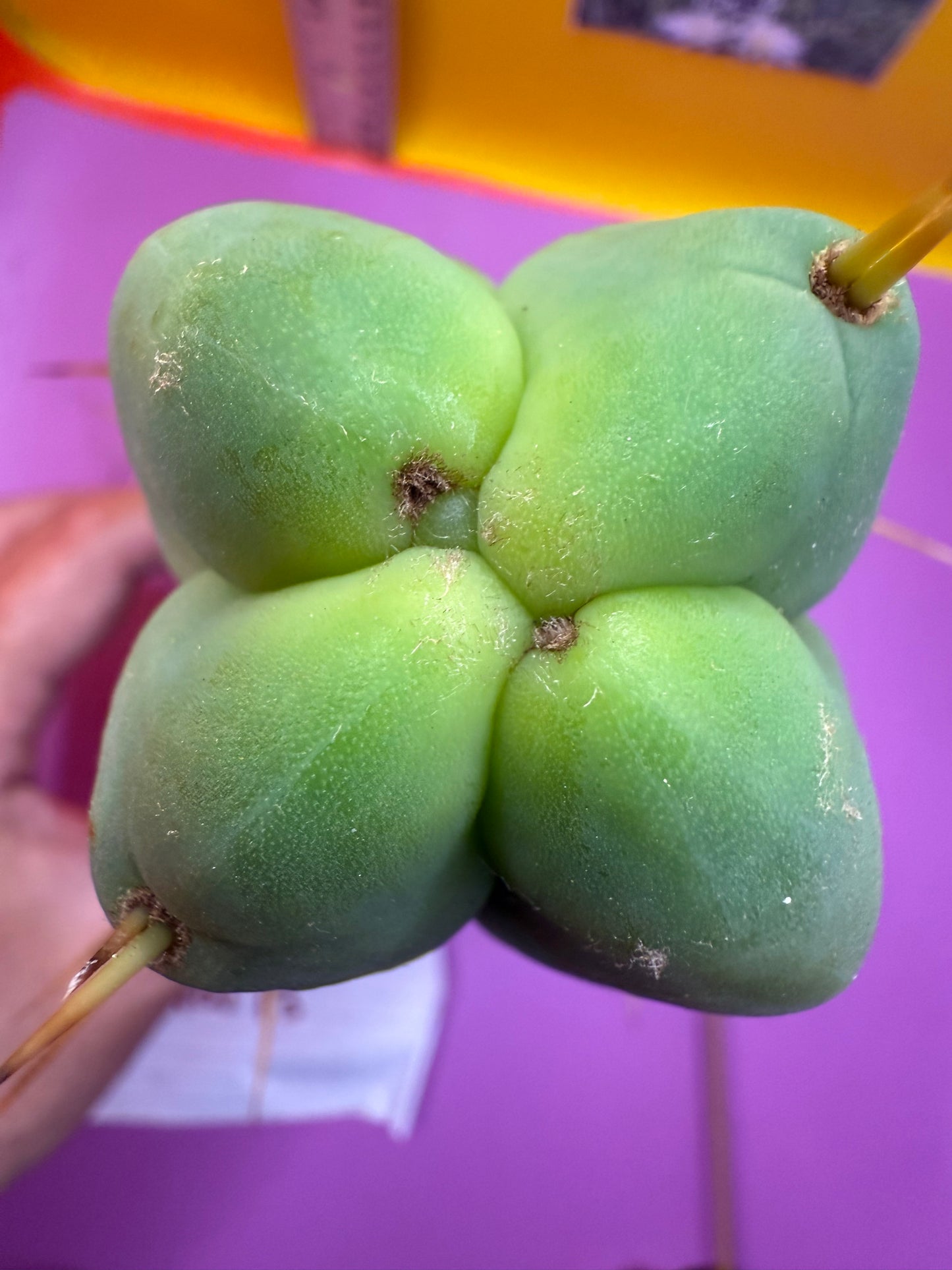 4 Wind Bridgesii “LMA” La Mirada Angelo