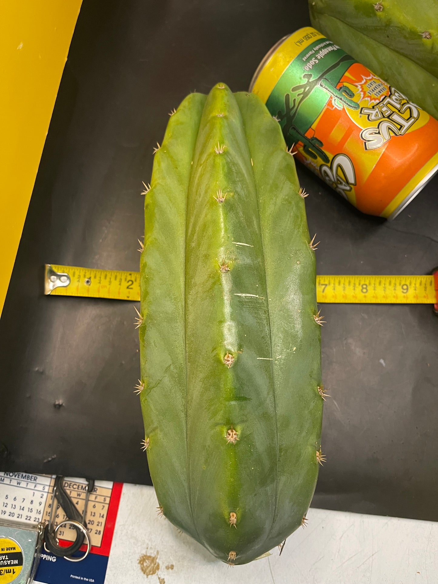 2 - 4” thick tips ! Big fat San Pedro cactus