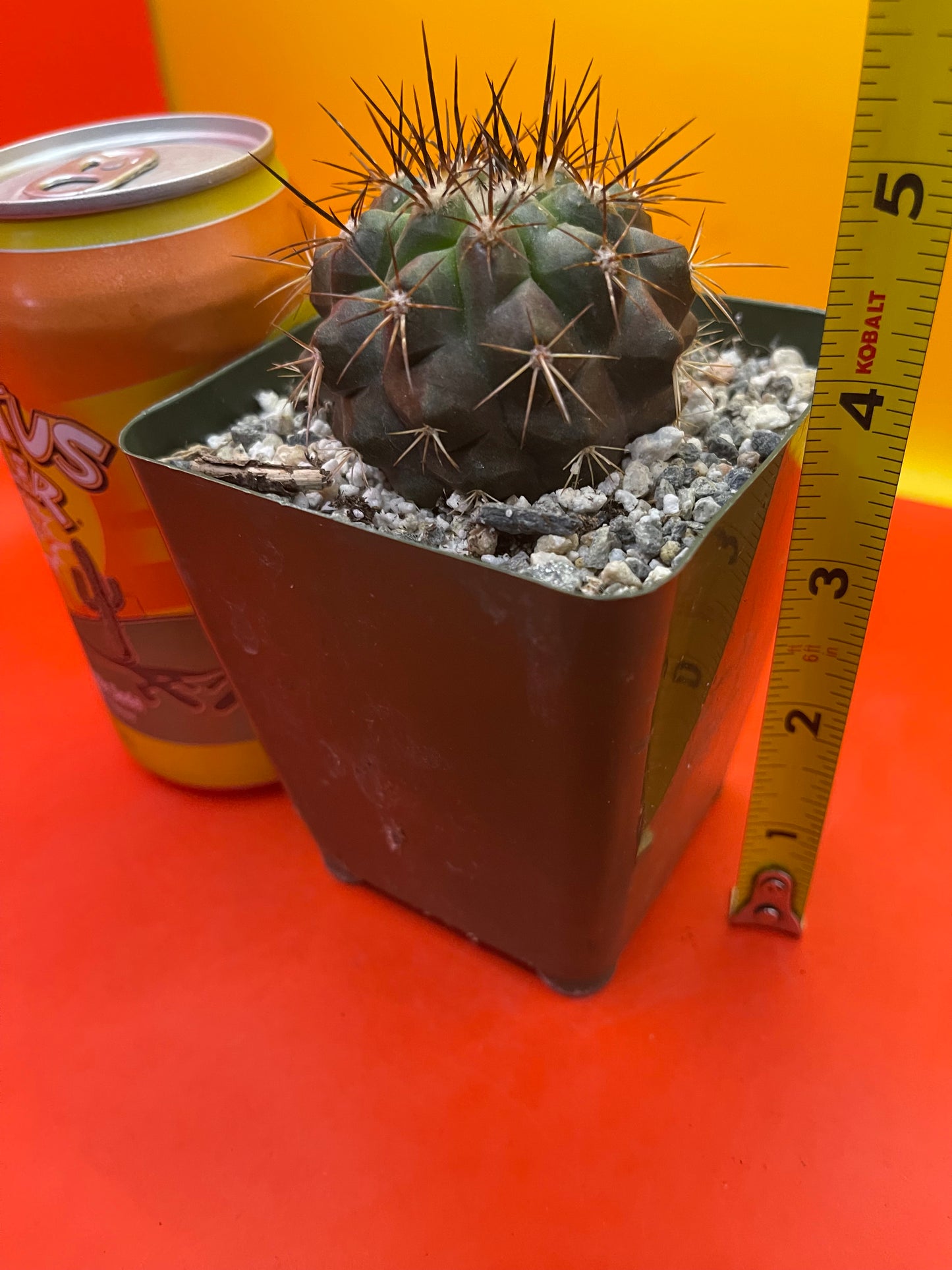 Copiapoa !