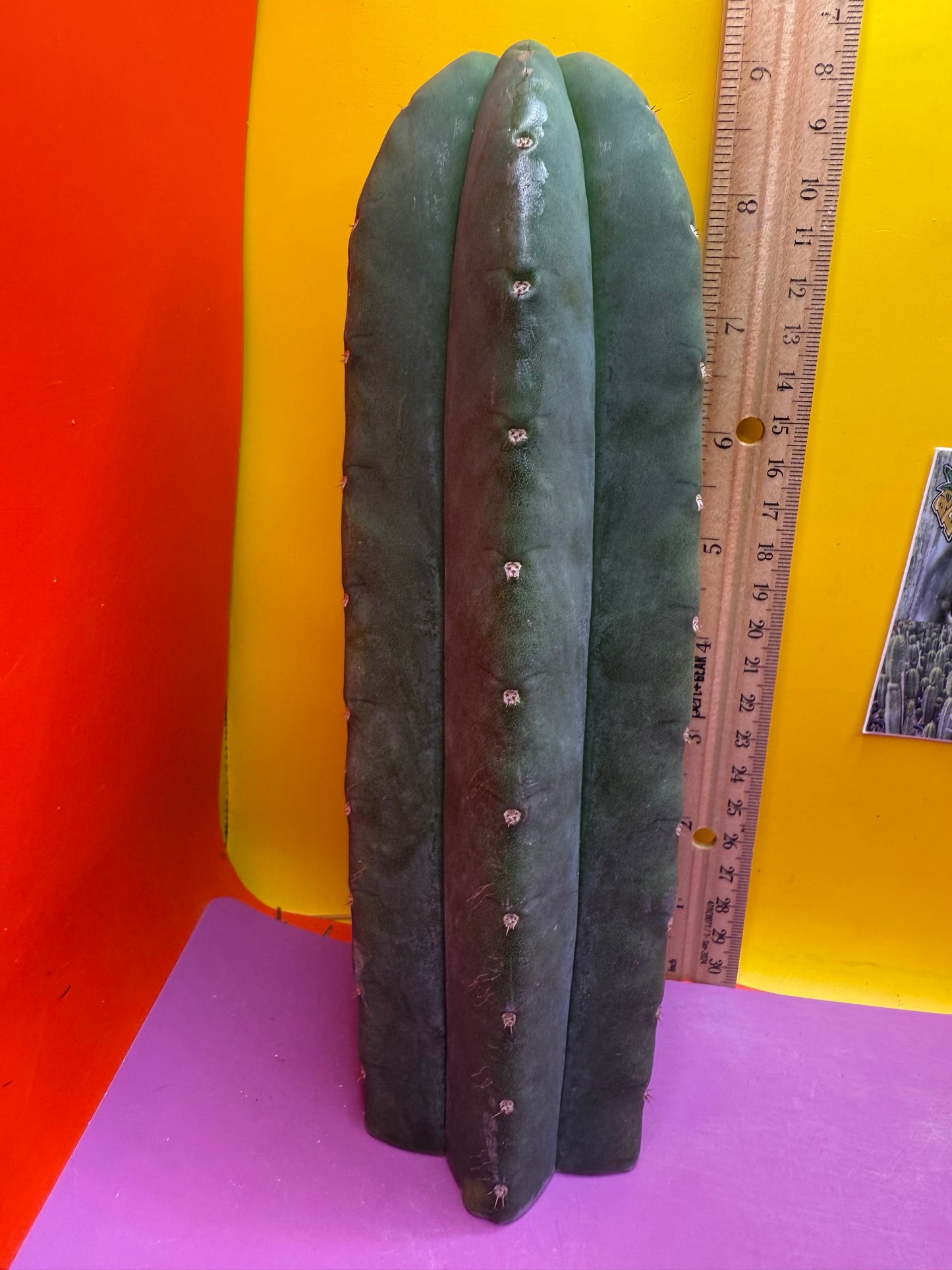 Cahuilla 3.5” thick !from the original stand