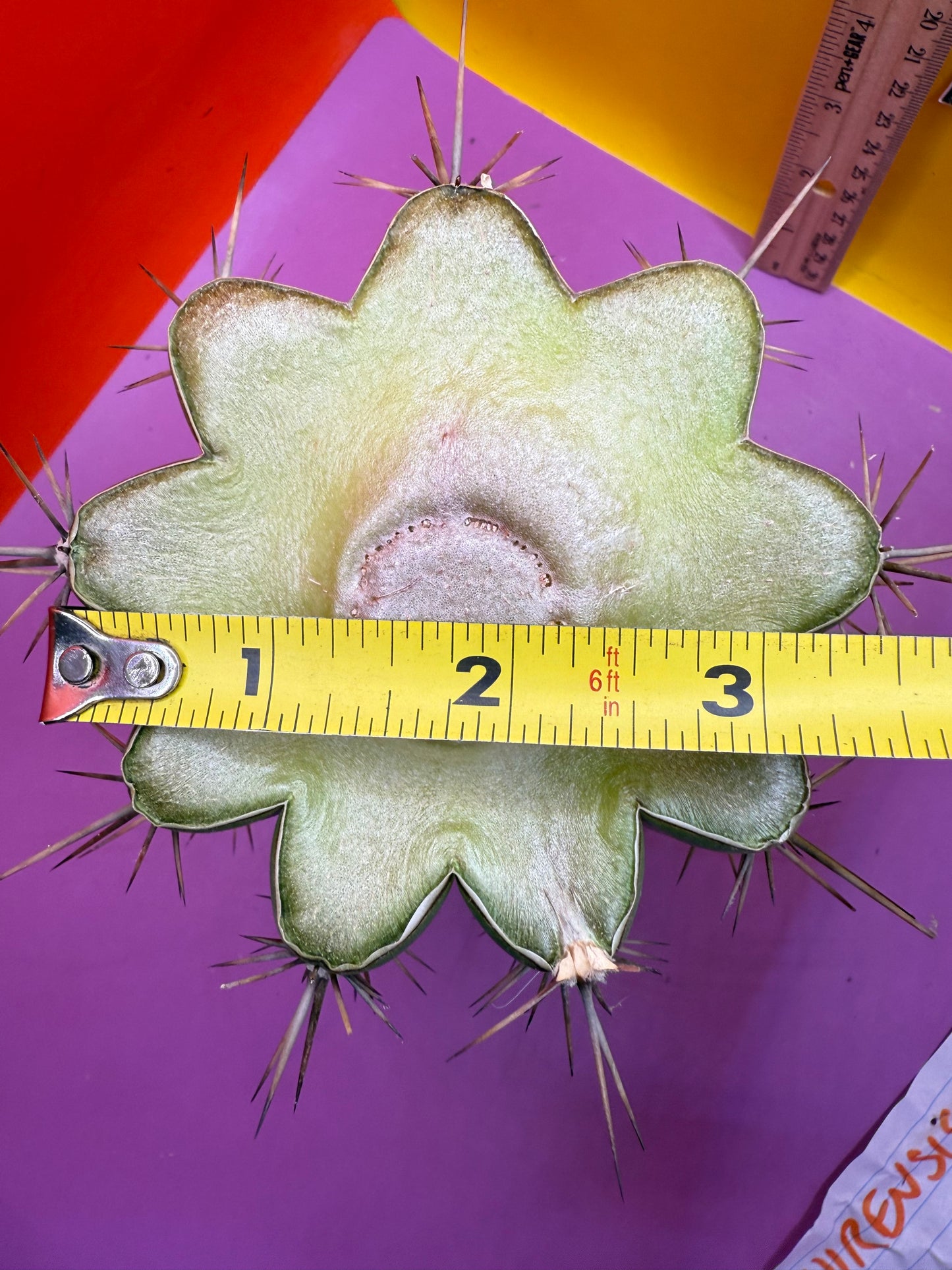 Huge San Pedro Cactus 🌶️Trichocereus Tacaquirensis !