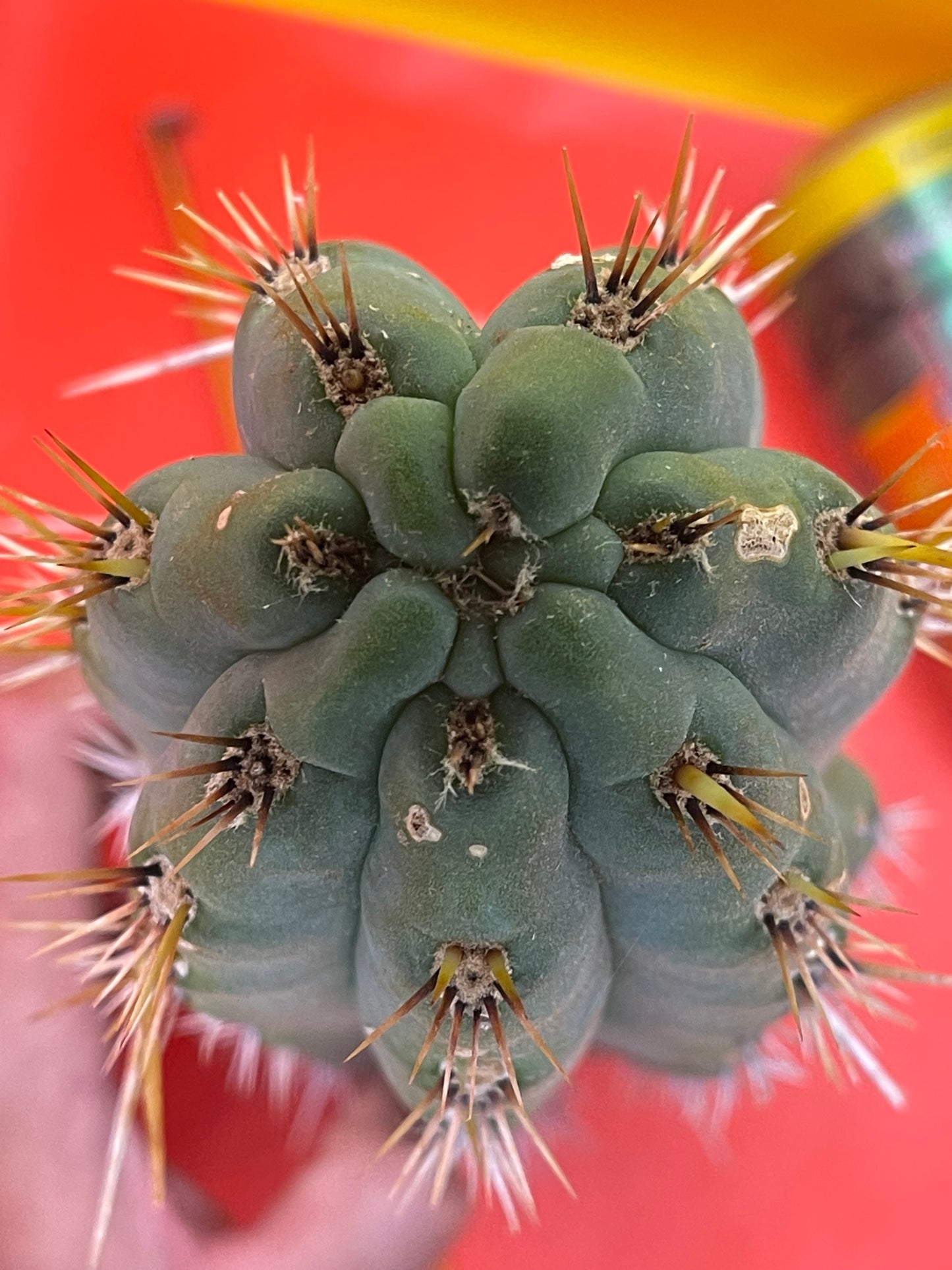 Trichocereus puquiensis