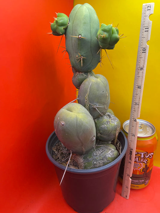 TBM !!! Potted cactus