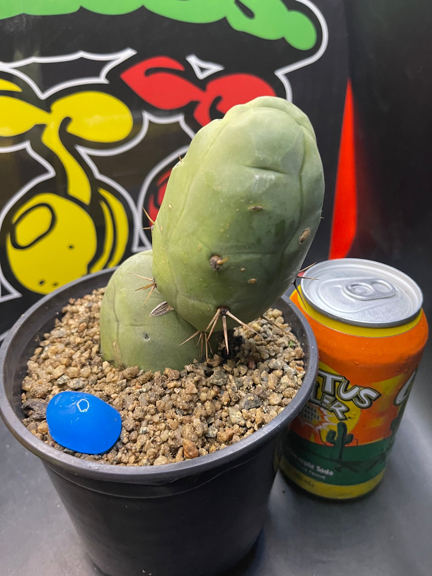 TBM - San Pedro cactus🌵peniscactus