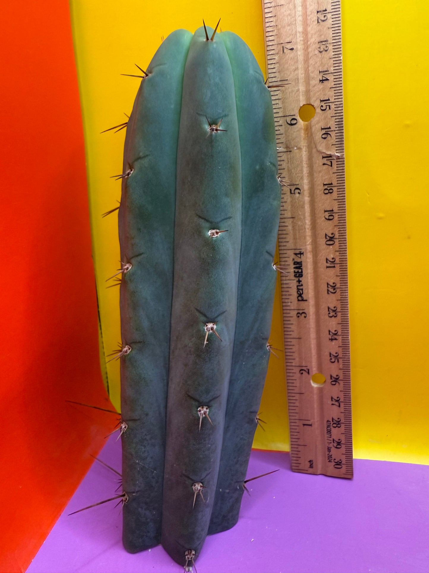 YOWIE X WOWIE !! Trichocereus Hybrid cactus cutting for sale
