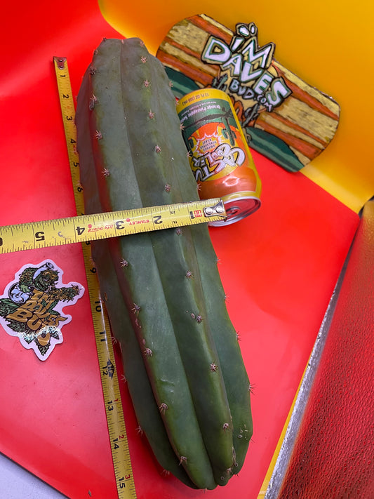 Sanpedro cacti 🌵!! Extra large