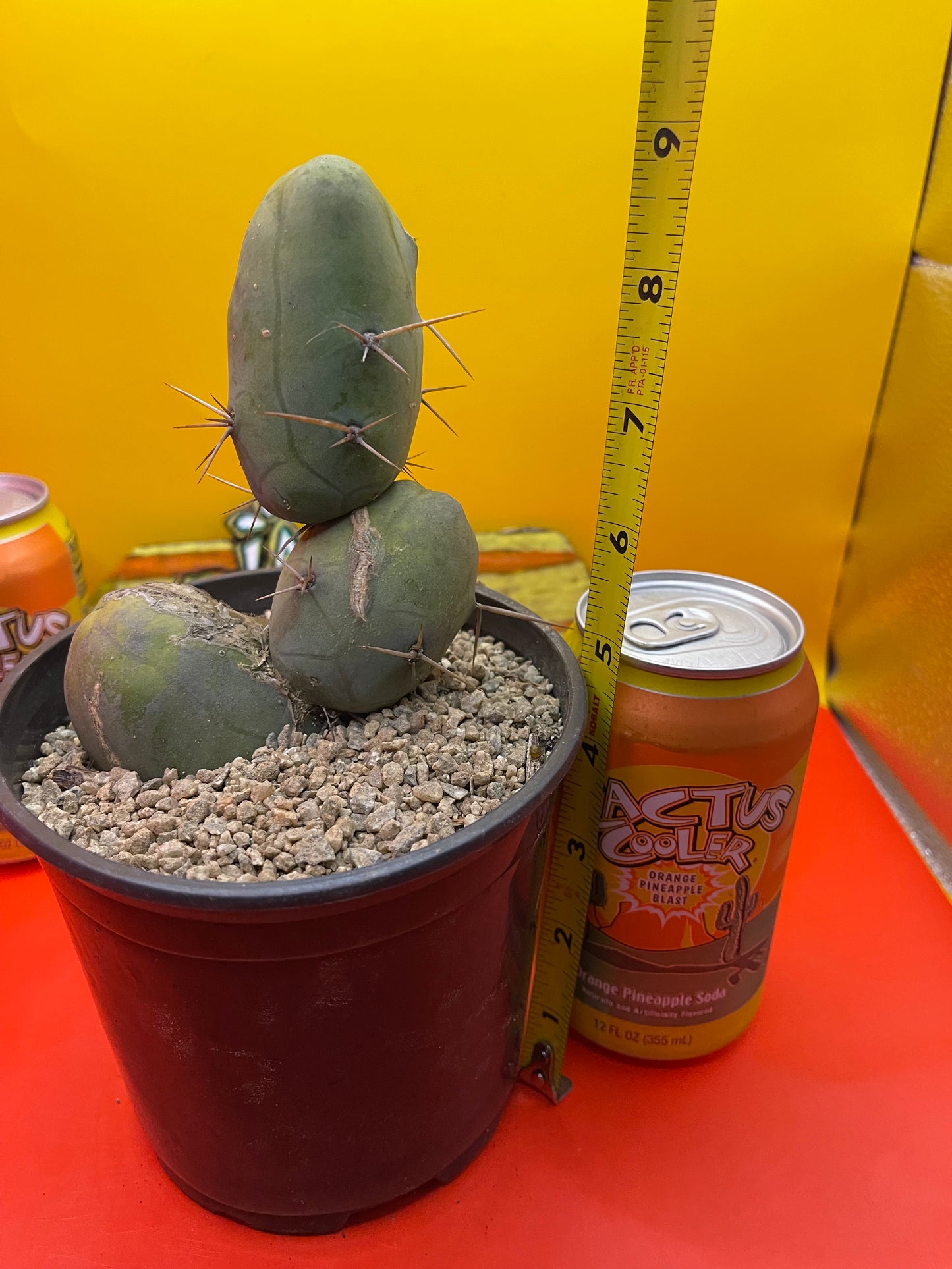 TBM cactus for sale