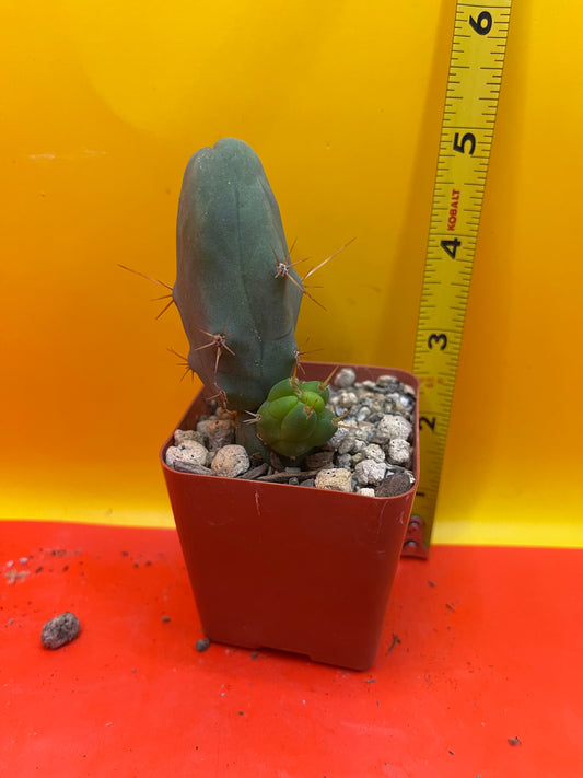 Tbm CACTUS comes in small pot