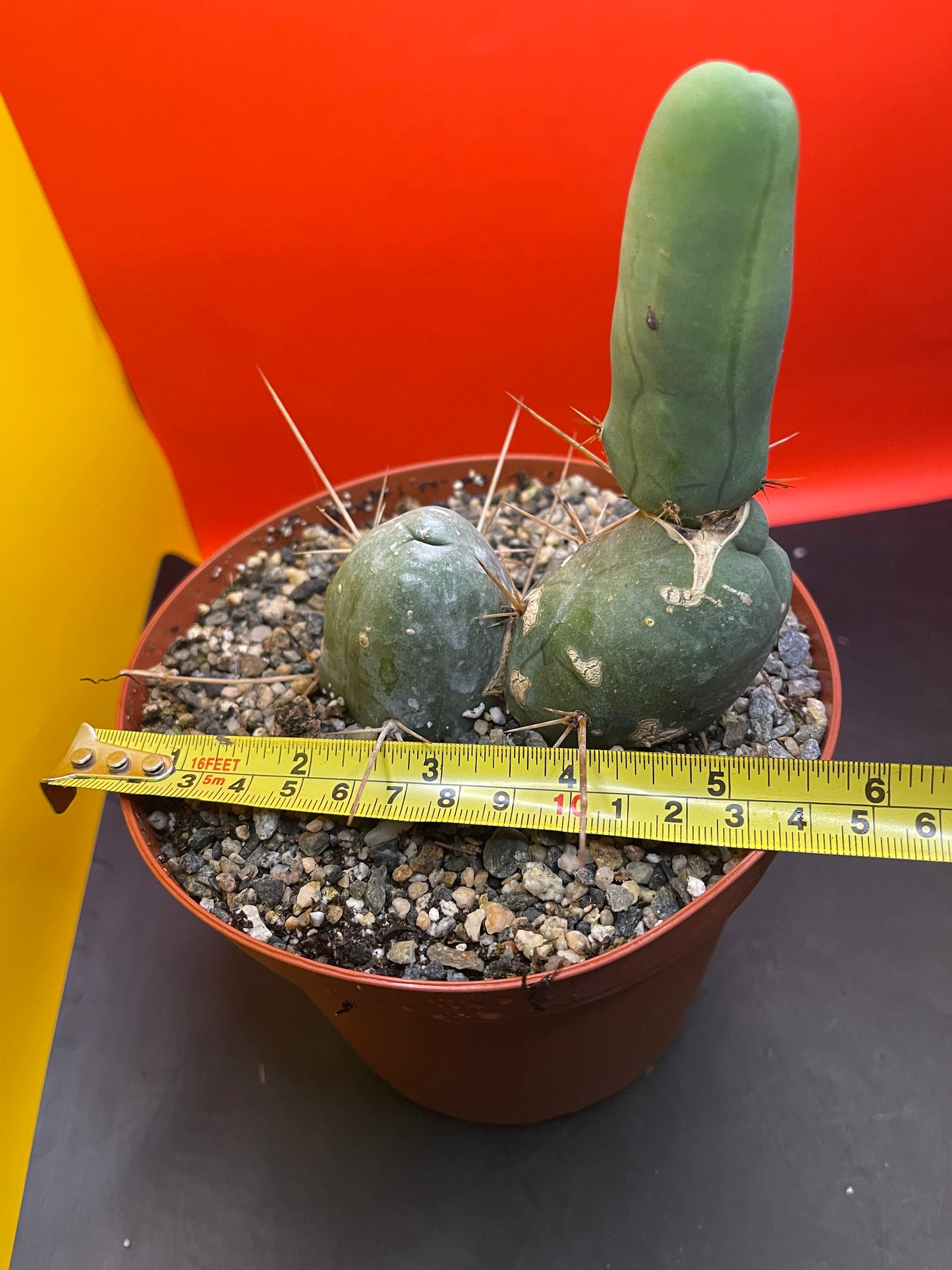 PENISCACTUS!!!