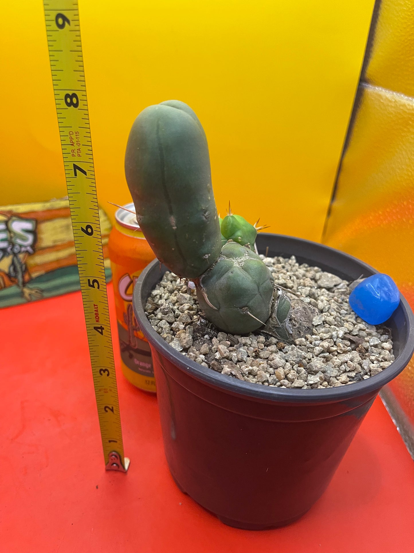 Tbm cactus