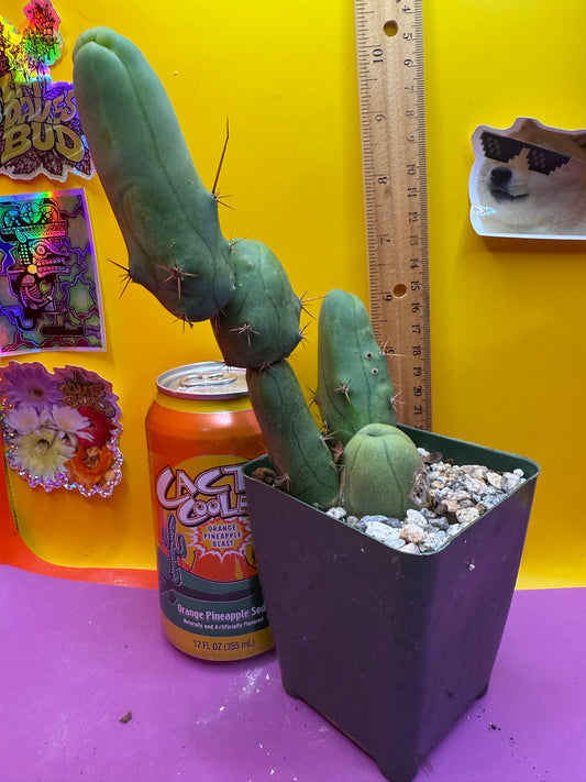 Tbm in 4” tall pot with 5 segments
