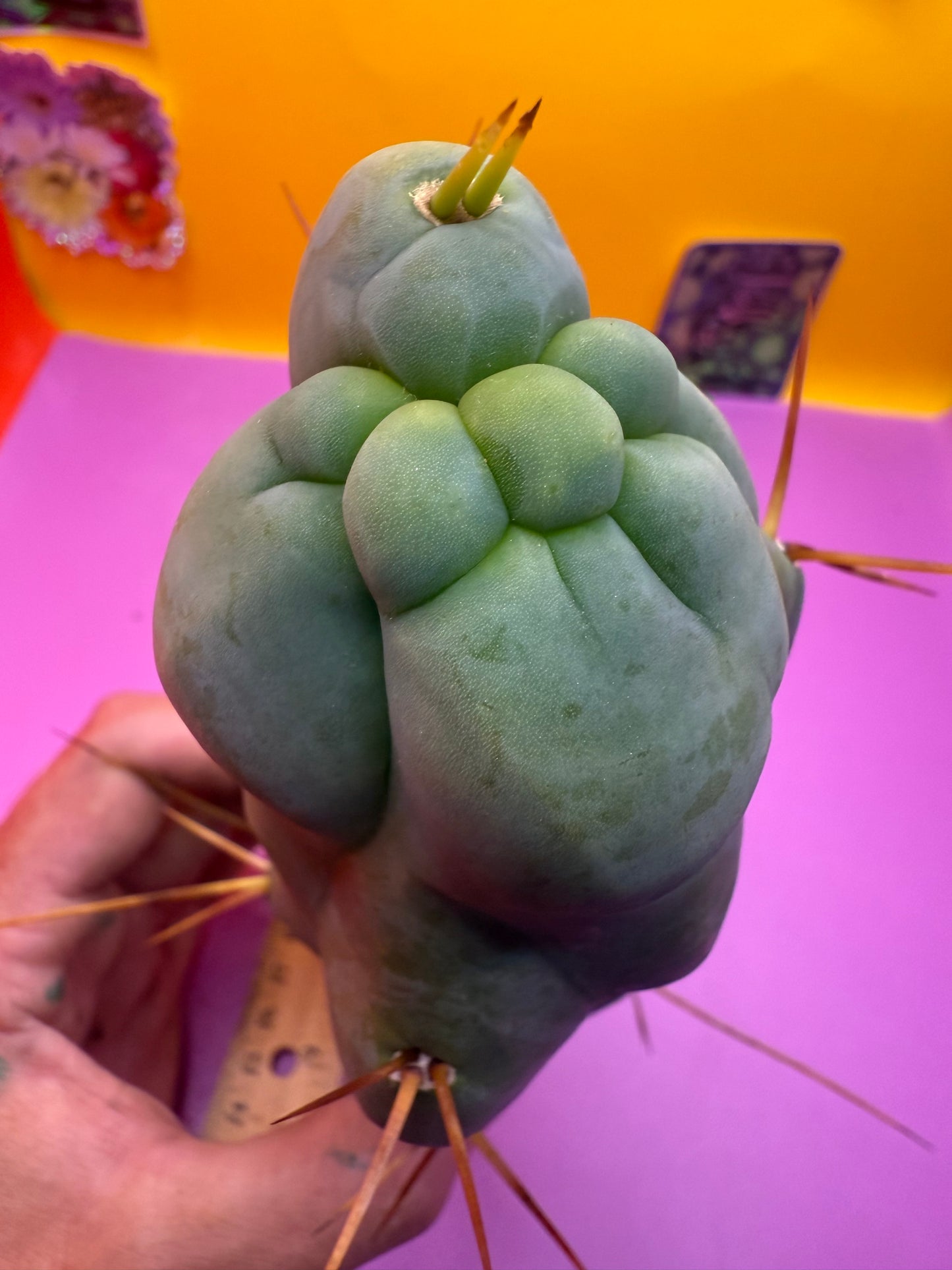 Walt’s dragon 🐉