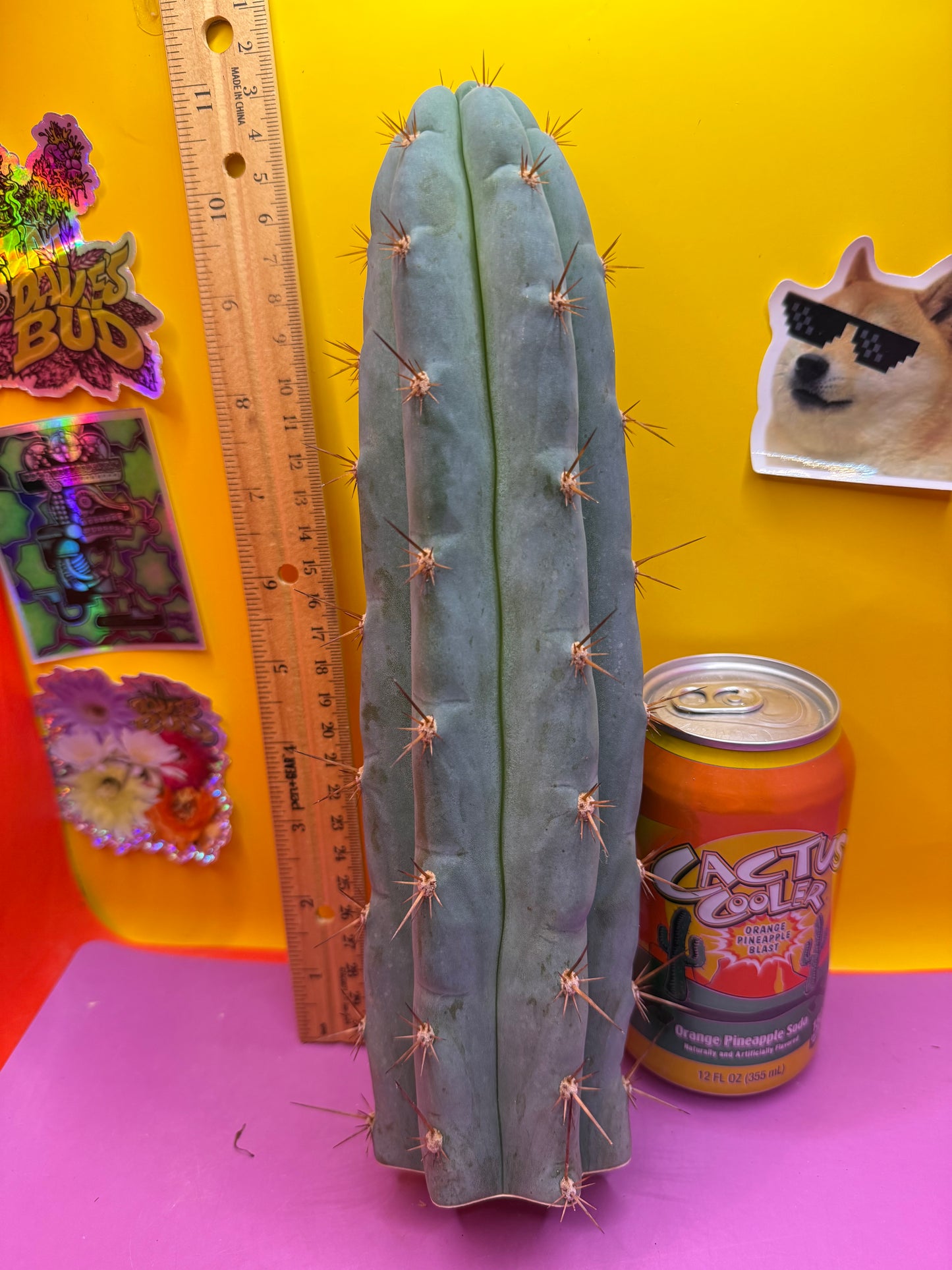 Sharxx Blue O.P. This exact cactus