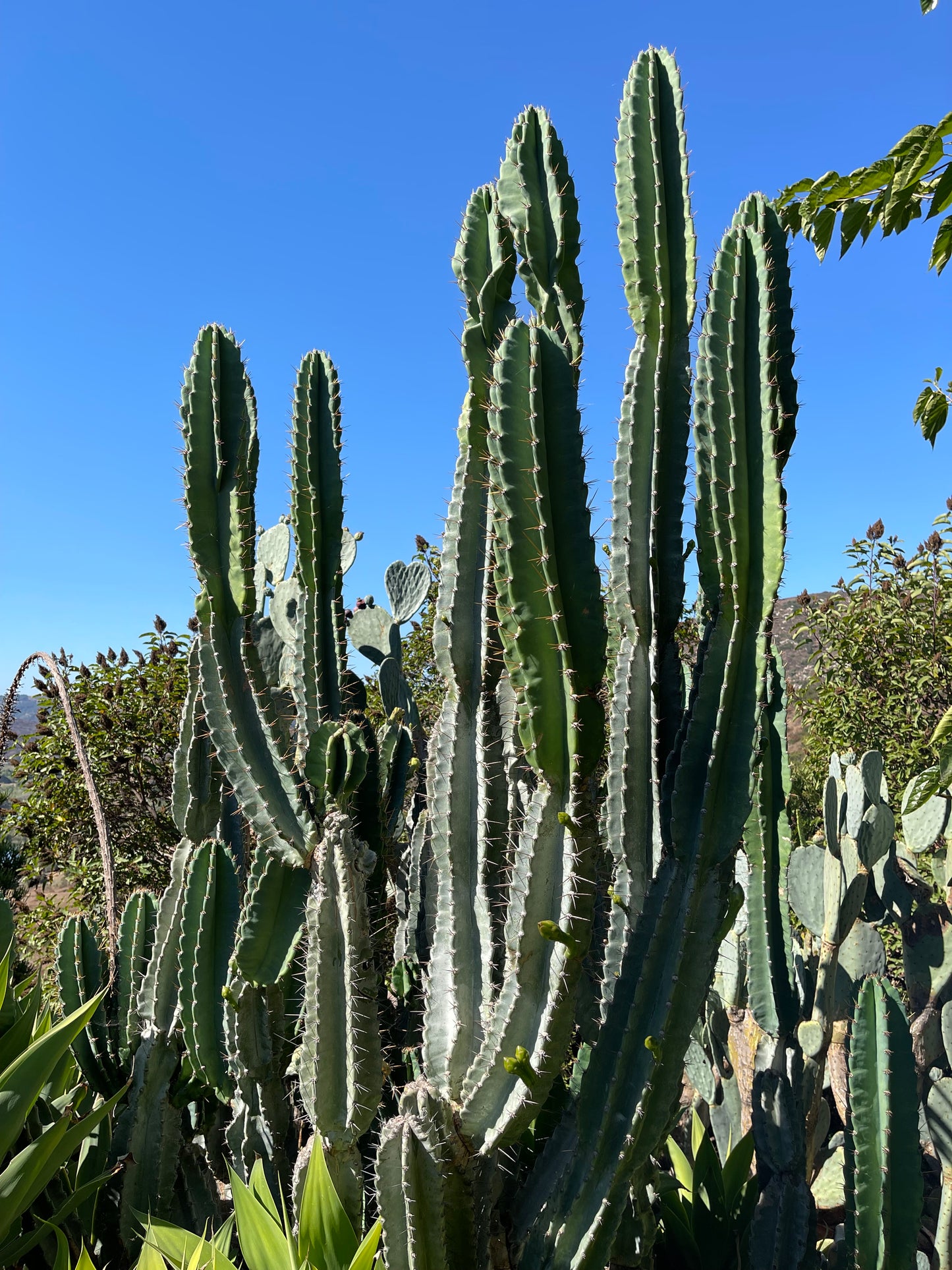 FREE CACTUS SEEDS -100 count- !!!