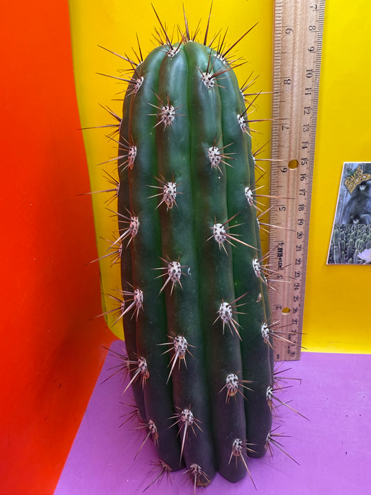 Trichocereus Tacaquirensis 🌶️🌶️