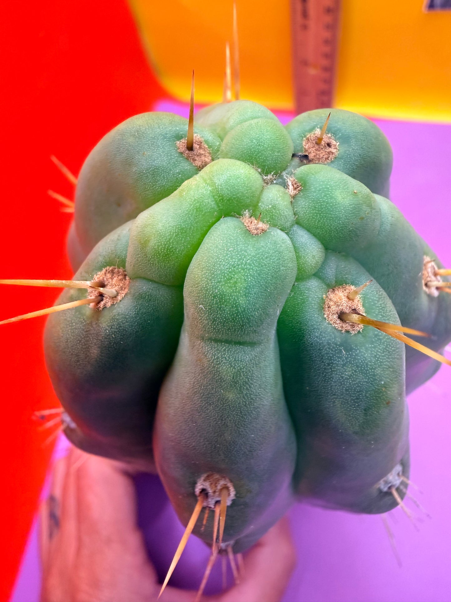 SS03 !!! TRICHOCEREUS