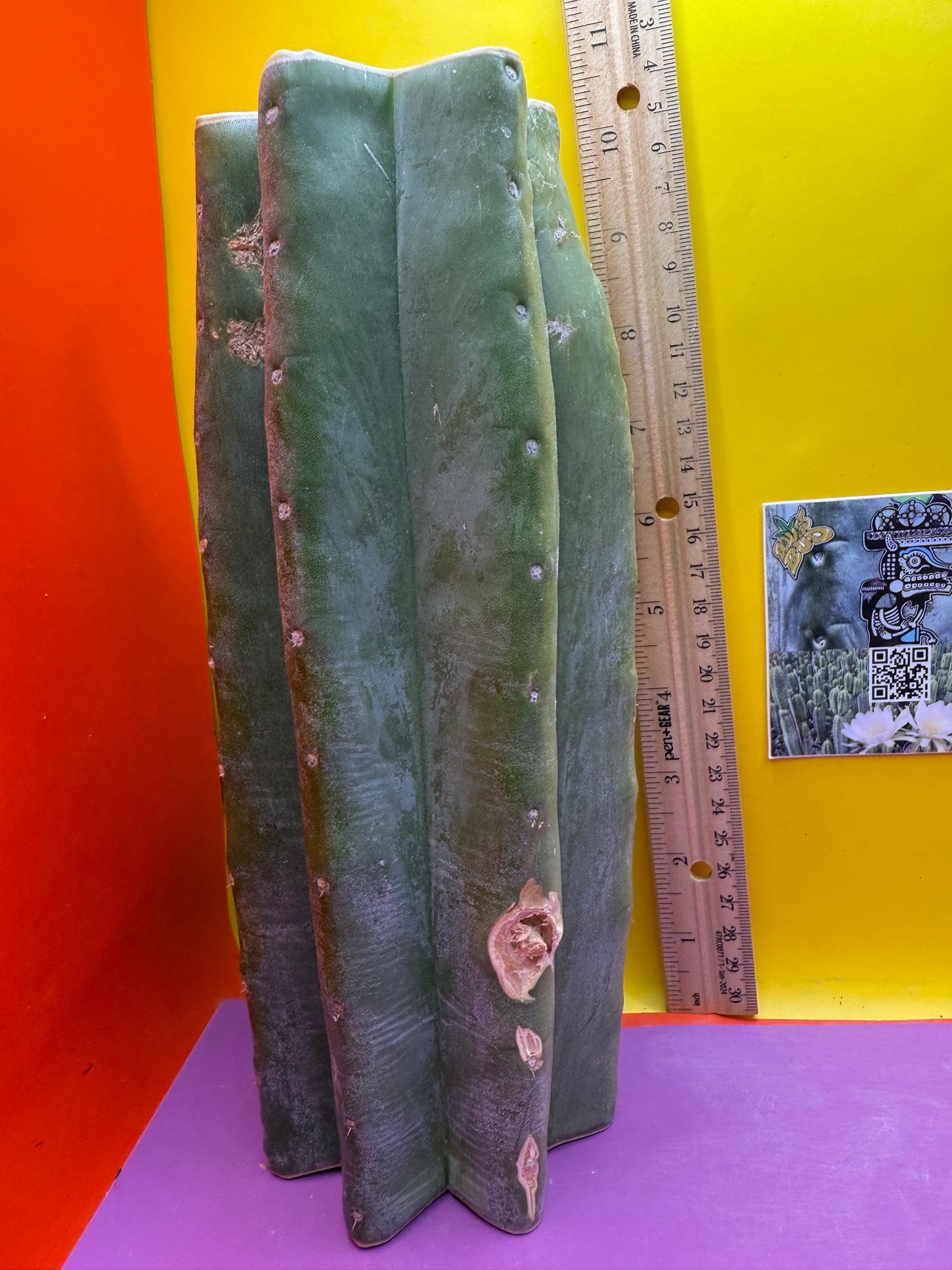 Thick Cahuilla off original motherstand ! !!!