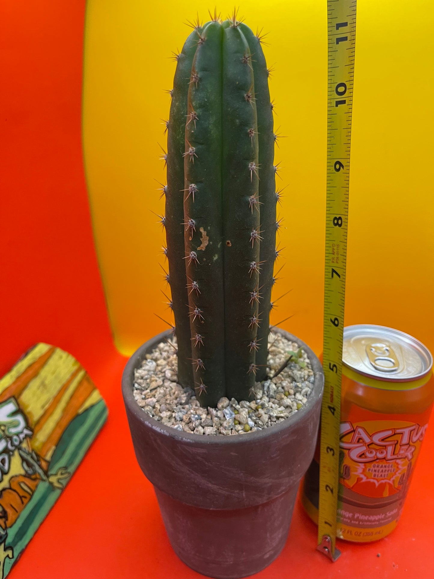 CCVP ! San Pedro cactus