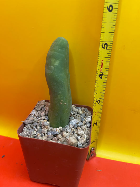 Small potted Tbm