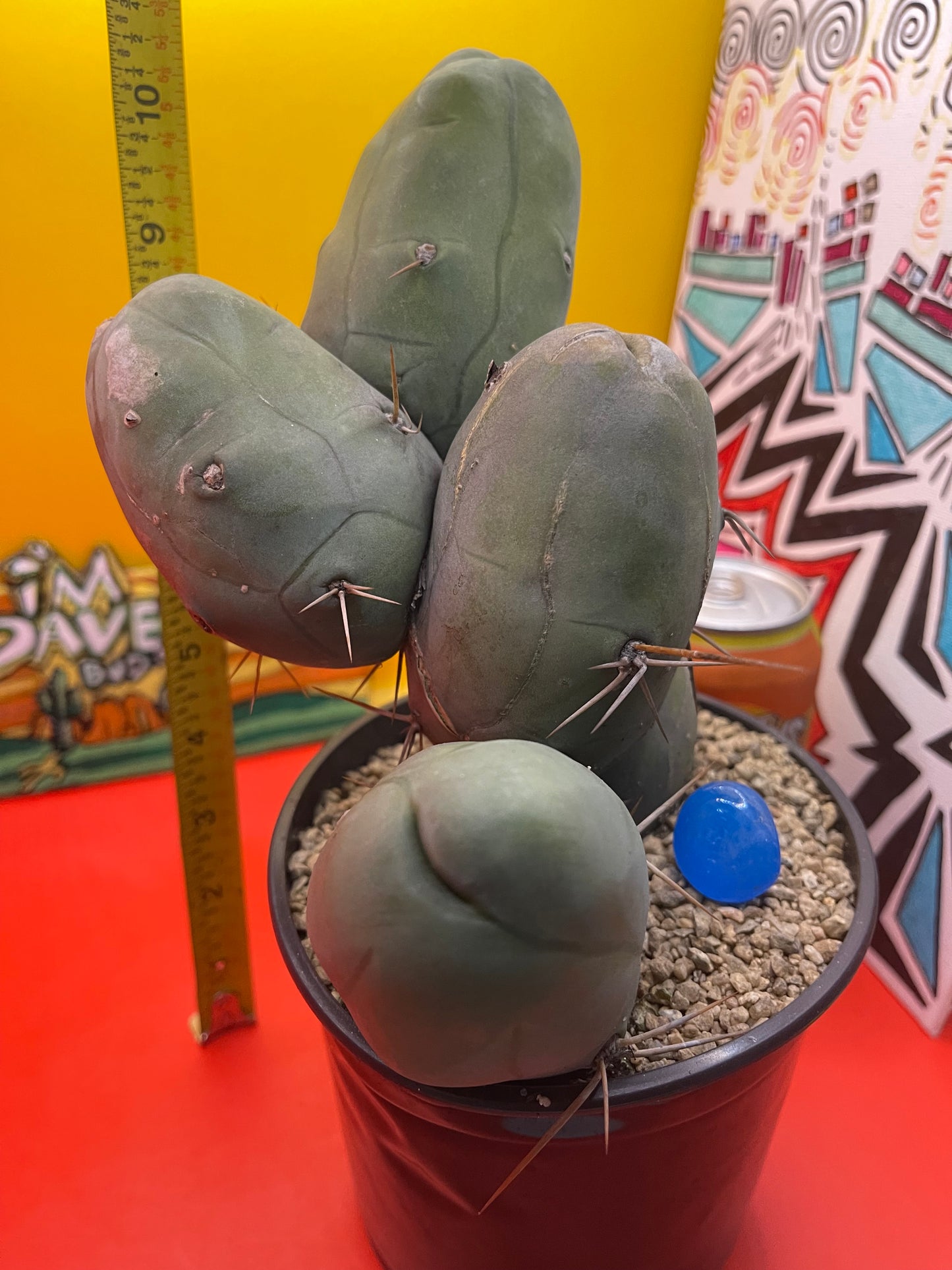 TBM CACTUS