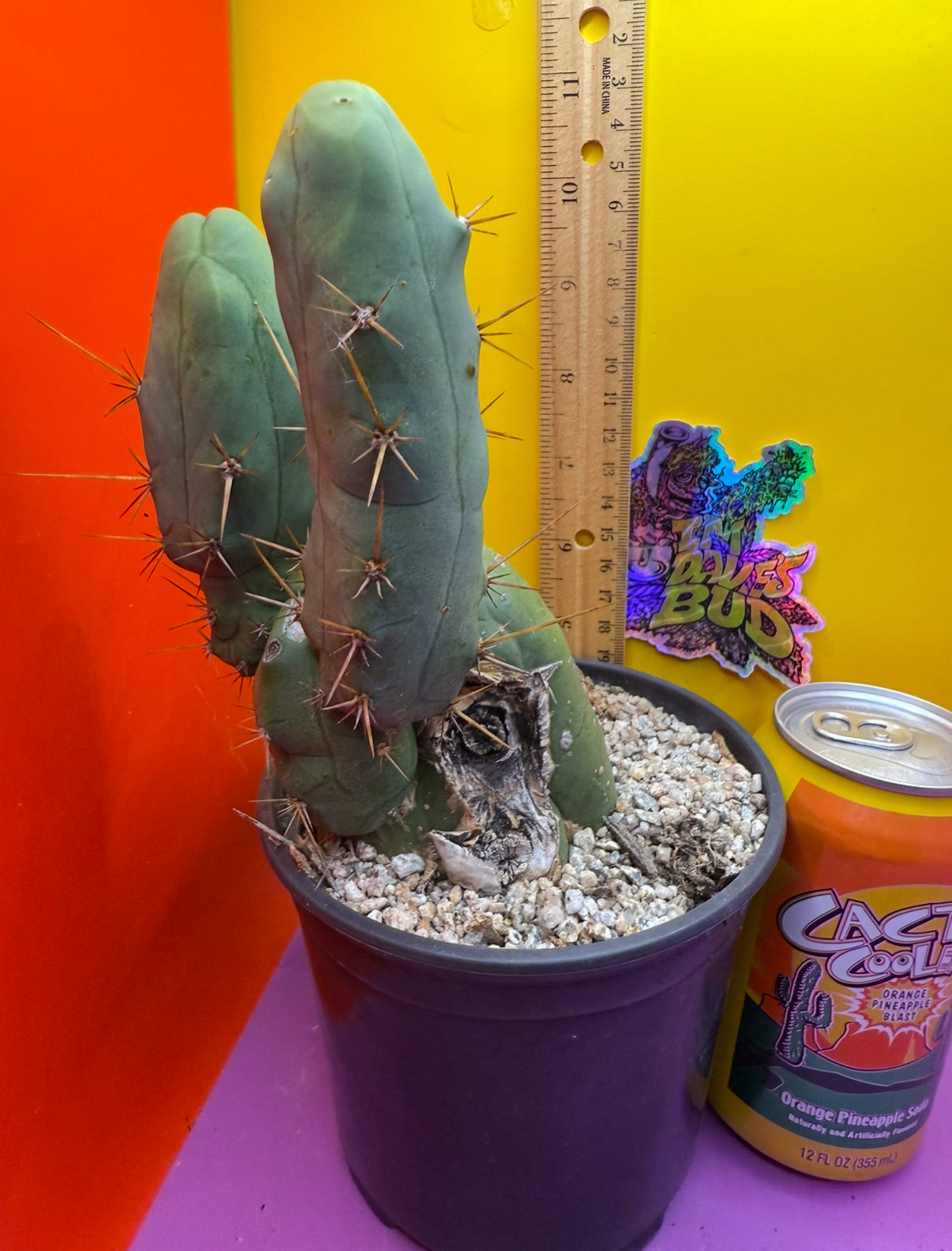 Fat Mature TBM ! Ships in its pot