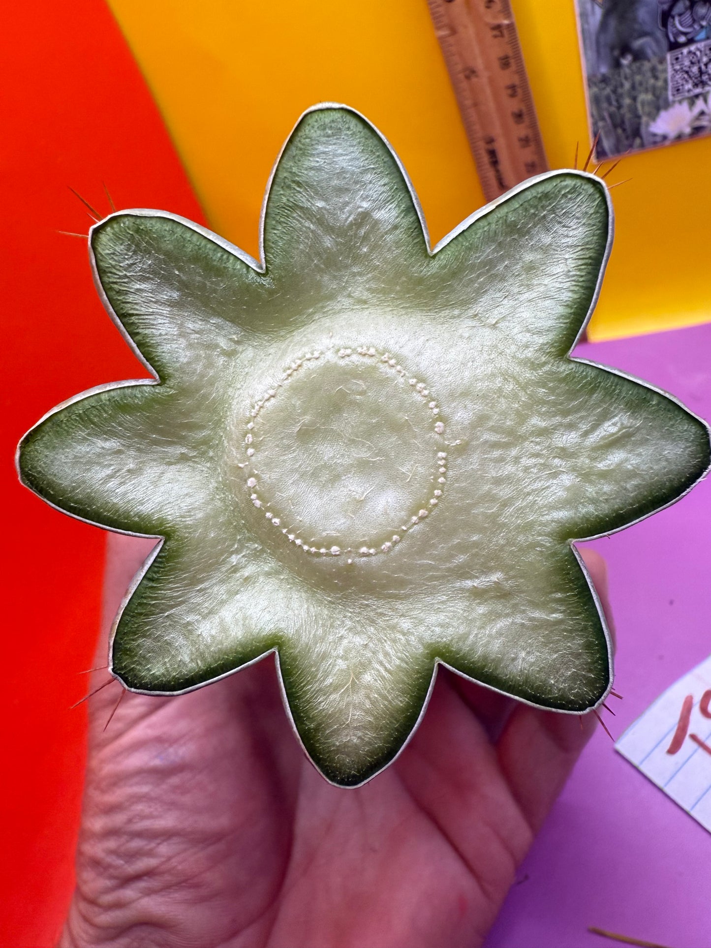 New years sale blue trichocereus peruvianus !!