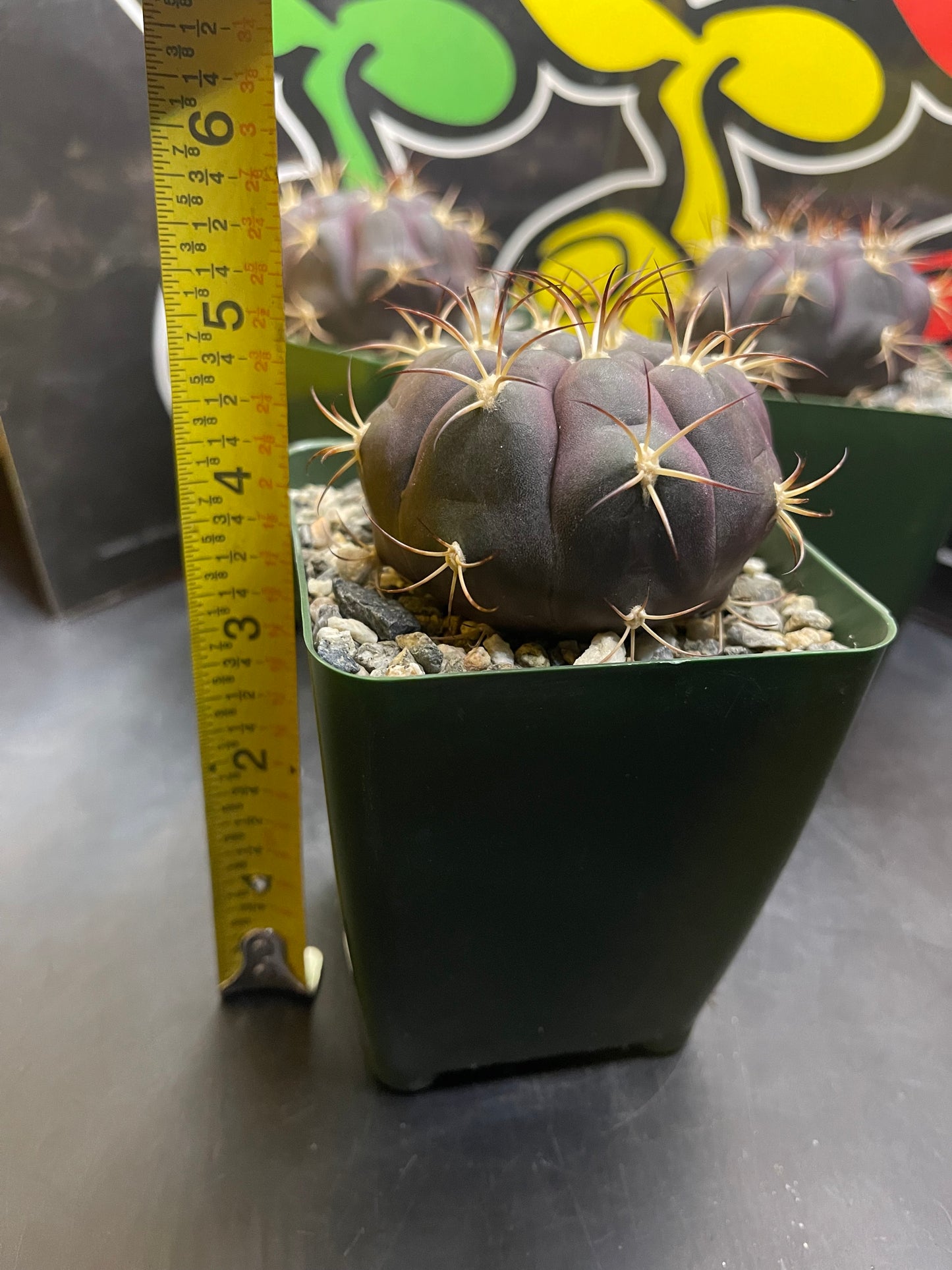 Gymnocalycium pflanzii albipulpa Beautiful flawless purple cacti !