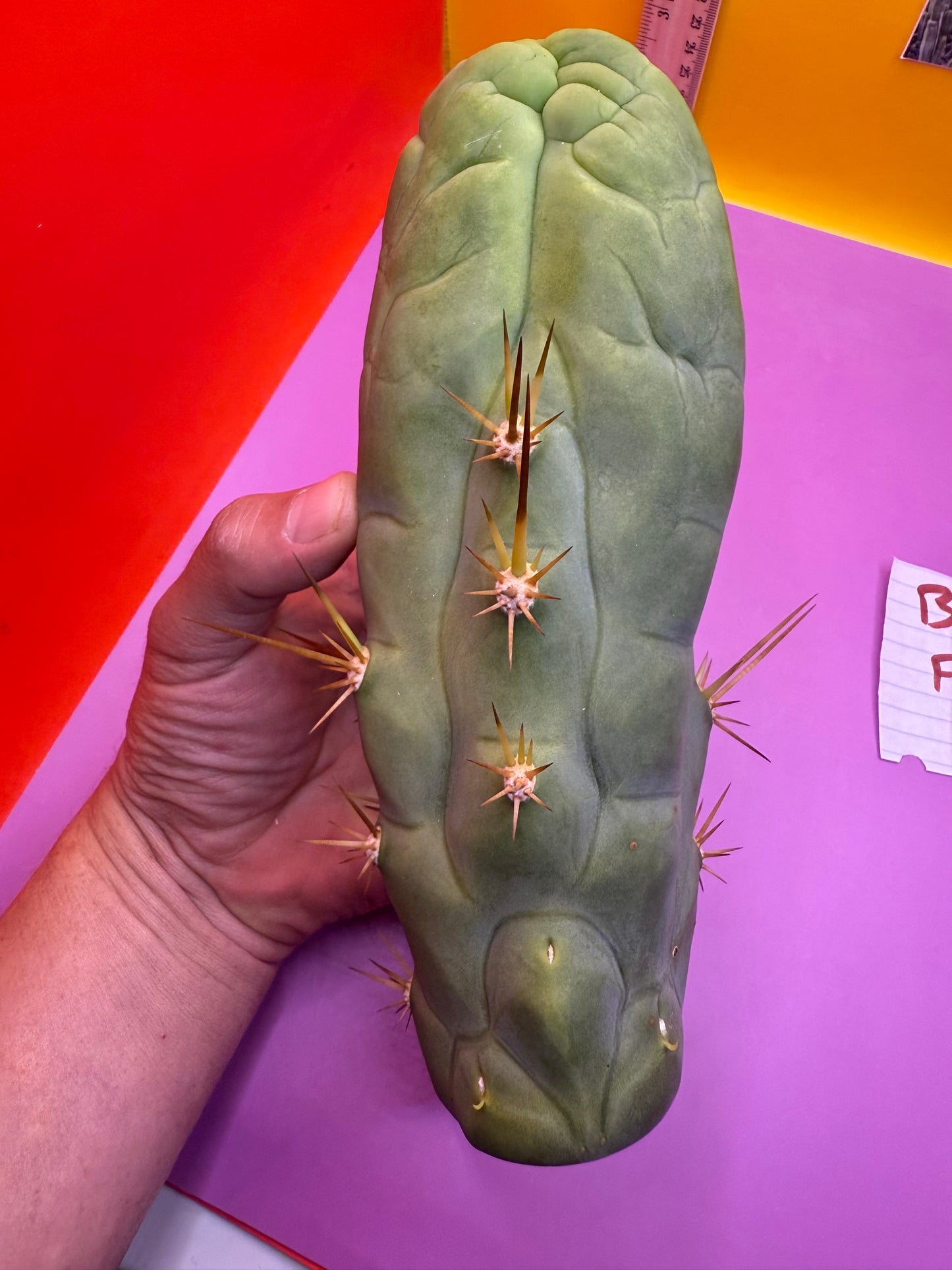 Big Thic Bruce’s Dragon 🐉