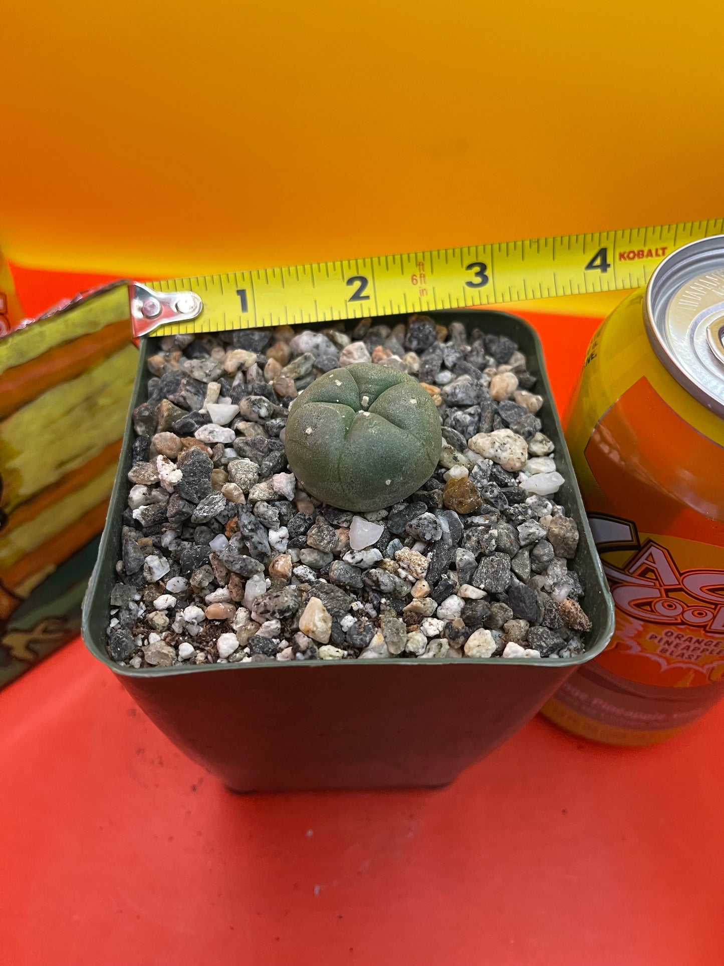 2 cactus in pots