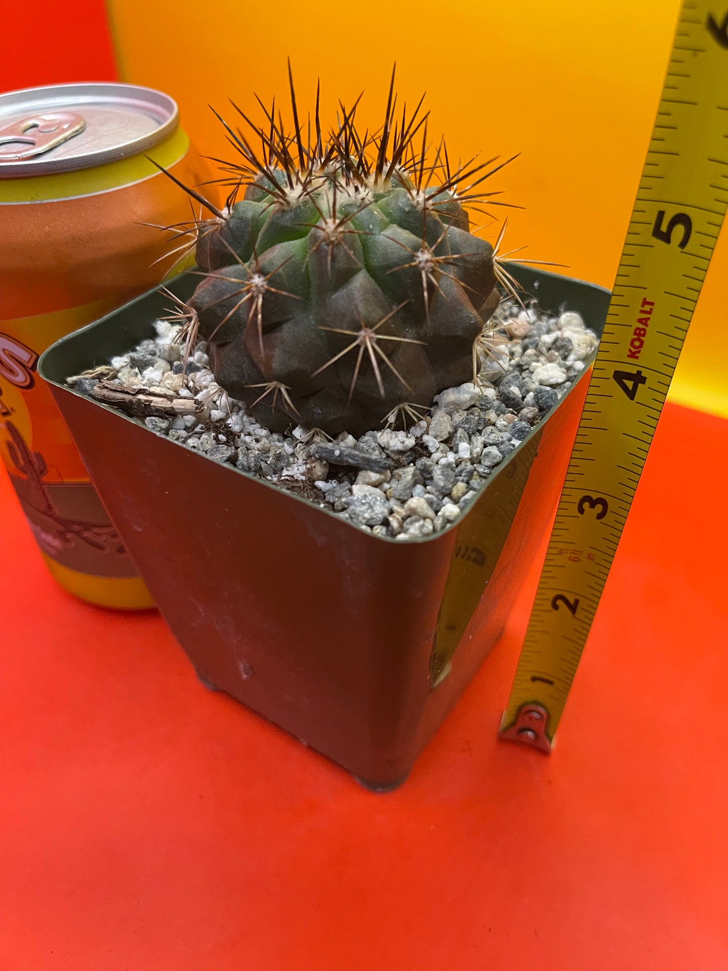 Copiapoa !