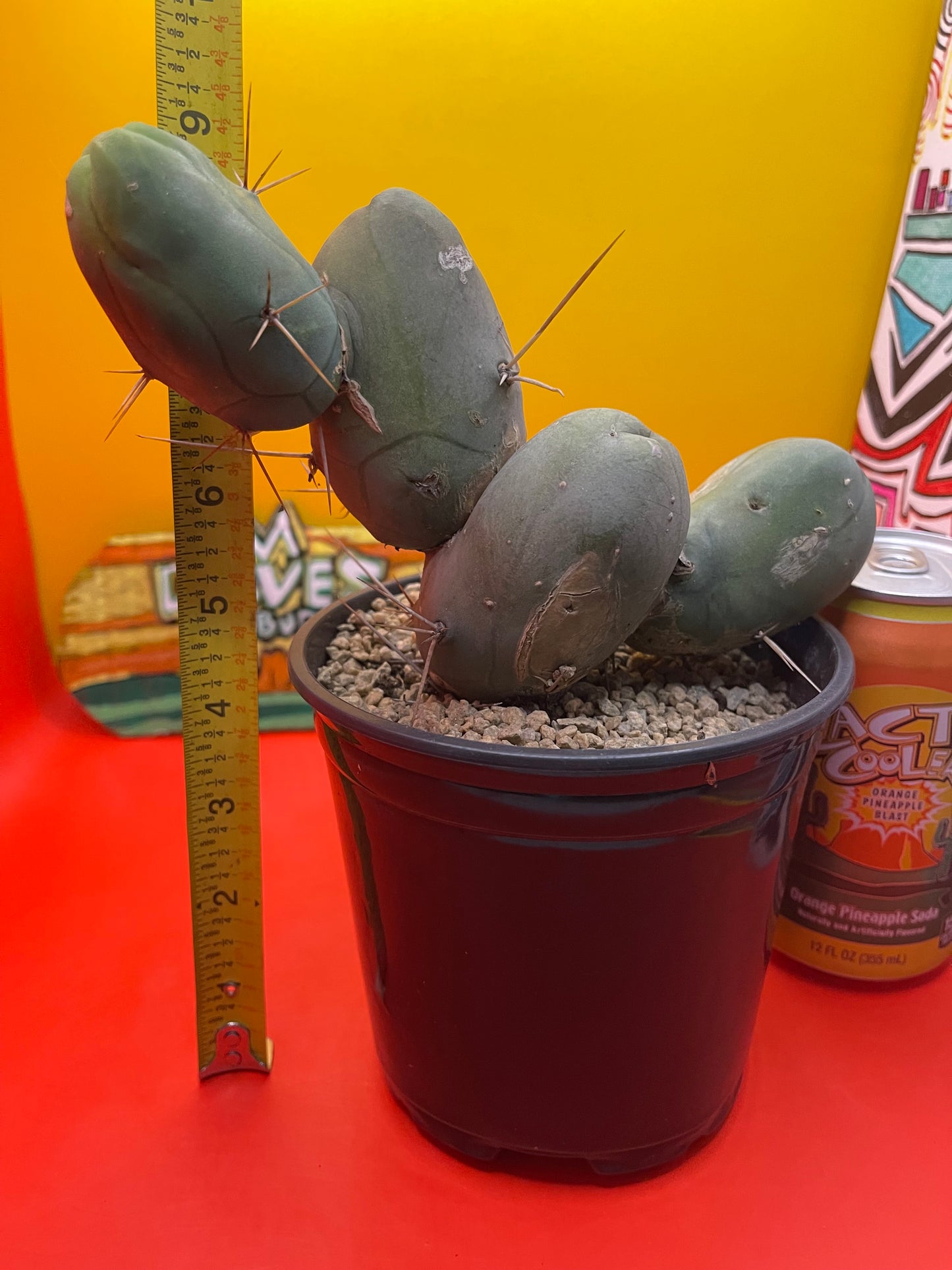 Tbm cactus