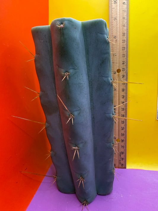 Trichocereus Bridgesii hybrid !