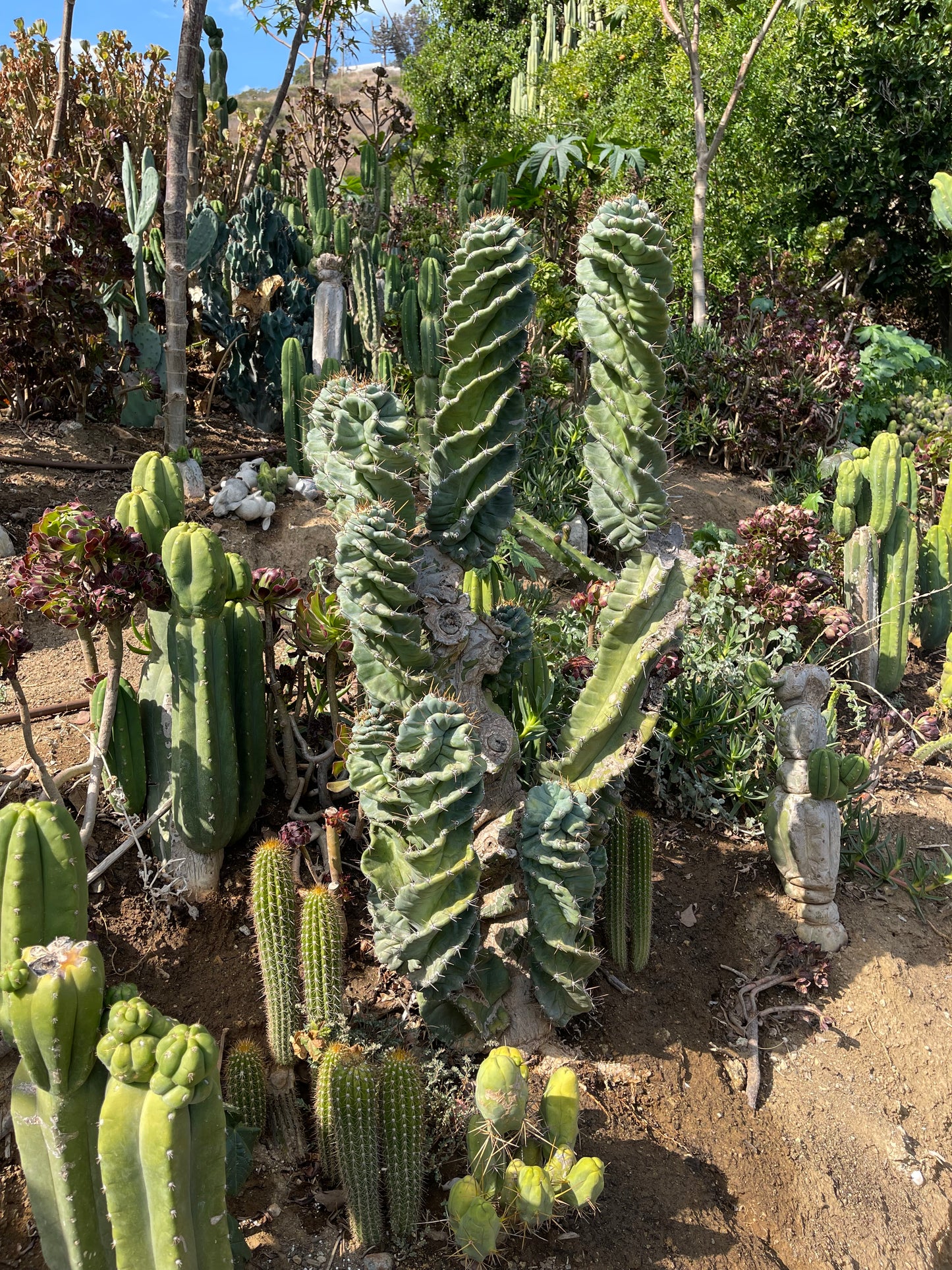 FAT Spiral Cactus !Over 4” thick - Foot long