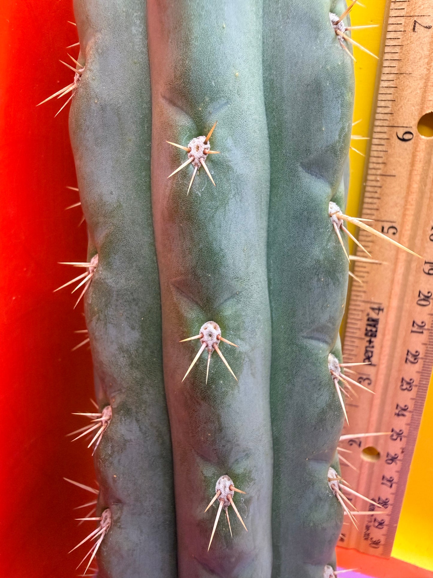 SS03 !!! TRICHOCEREUS