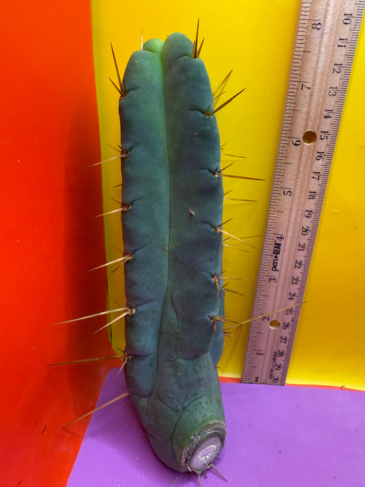 Four wind TBM - CLONE C !