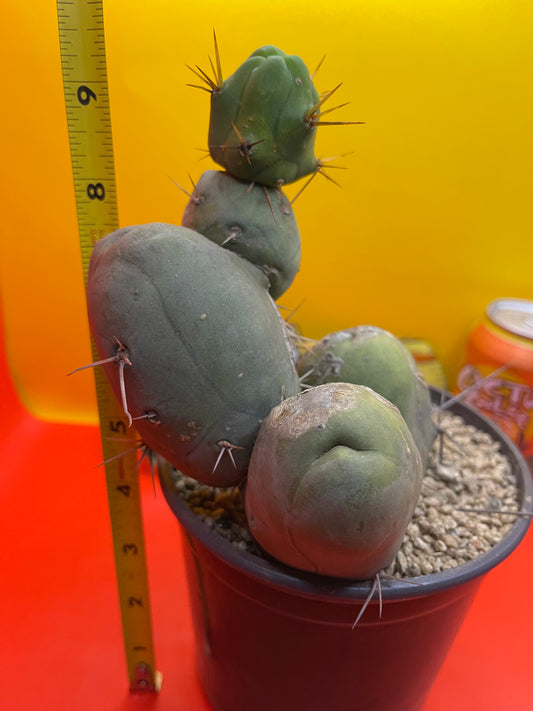 Tbm cactus !!!