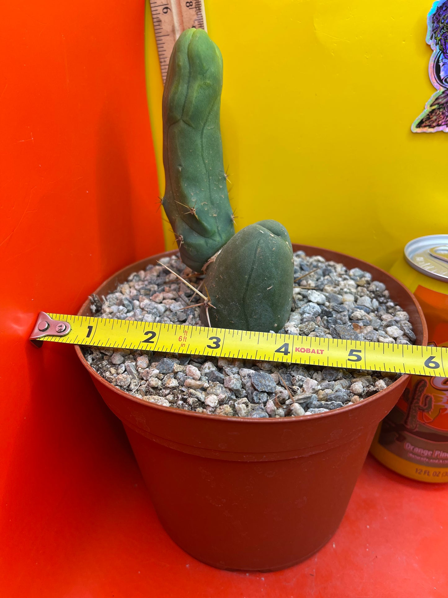 TBM exact cactus ships in 6” pot