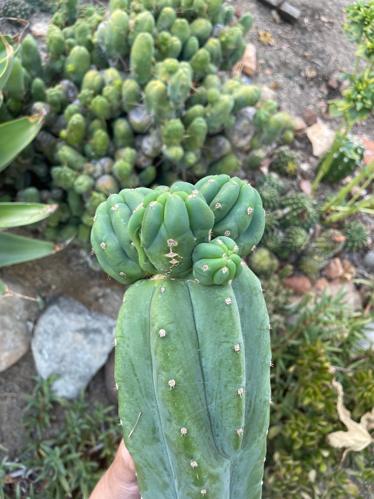 Freak Cahuilla !!! Trichocereus