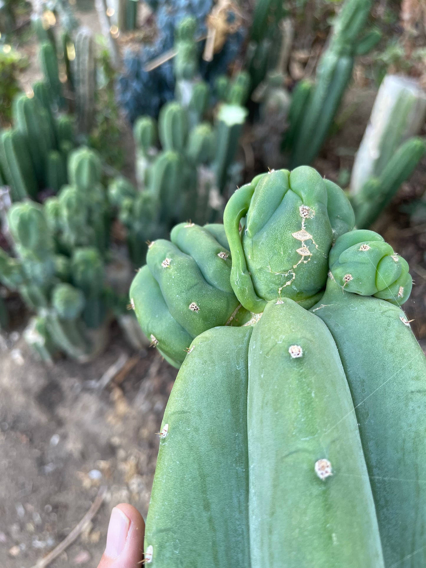 Freak Cahuilla !!! Trichocereus